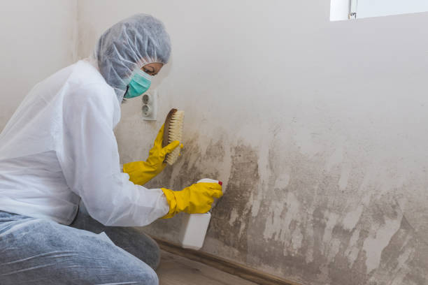 Best Attic Mold Removal  in Hot Springs Village, AR